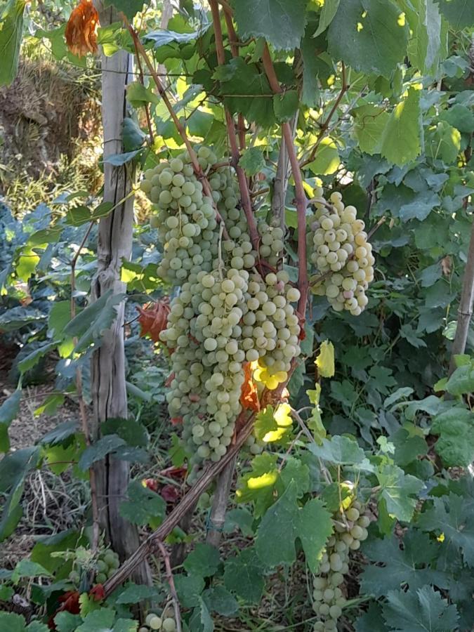 I Tre Grappoli Villa Corniglia Eksteriør billede