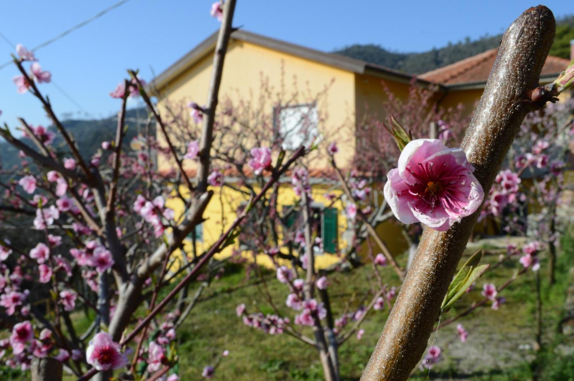 I Tre Grappoli Villa Corniglia Eksteriør billede